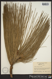 Pinus australis image