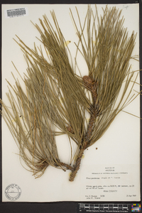 Pinus ponderosa image