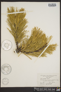 Pinus pungens image