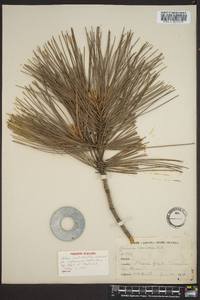 Pinus resinosa image