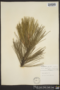 Pinus resinosa image