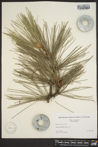 Pinus resinosa image