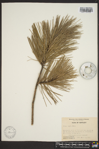 Pinus rigida image