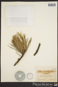 Pinus rigida image