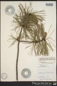 Pinus rigida image