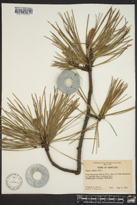 Pinus rigida image