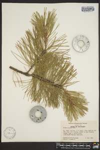 Pinus rigida image