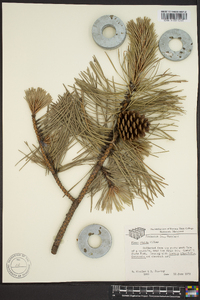 Pinus rigida image