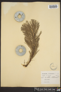 Pinus rigida image