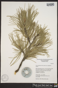 Pinus rigida image