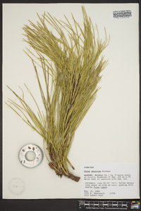 Pinus serotina image