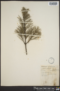 Pinus sylvestris image