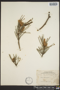 Pinus sylvestris image