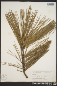 Pinus taeda image