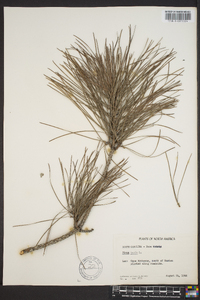 Pinus taeda image