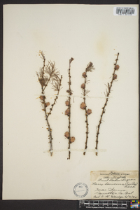 Larix laricina image