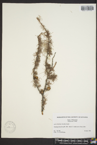 Larix laricina image