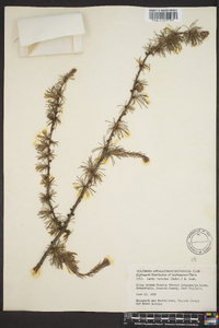 Larix laricina image