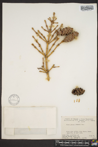 Picea glauca image