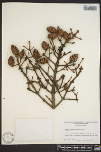 Picea mariana image