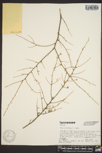 Tsuga canadensis image