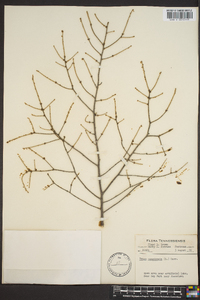 Tsuga canadensis image