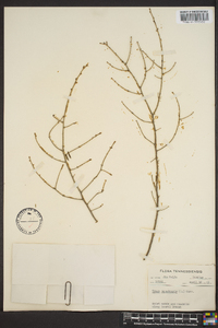 Tsuga canadensis image