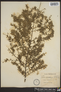 Tsuga canadensis image