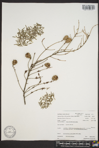 Tsuga canadensis image