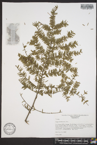 Tsuga canadensis image