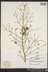 Tsuga canadensis image