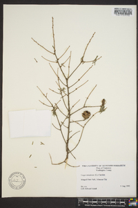 Tsuga canadensis image