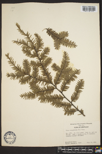 Tsuga canadensis image