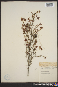 Tsuga heterophylla image