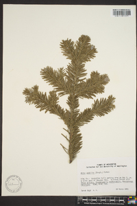 Abies amabilis image