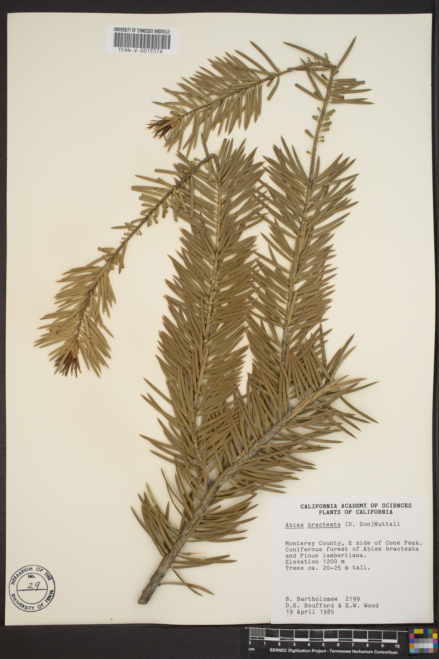 Abies bracteata image