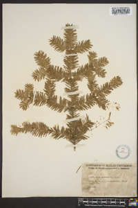 Abies balsamea image