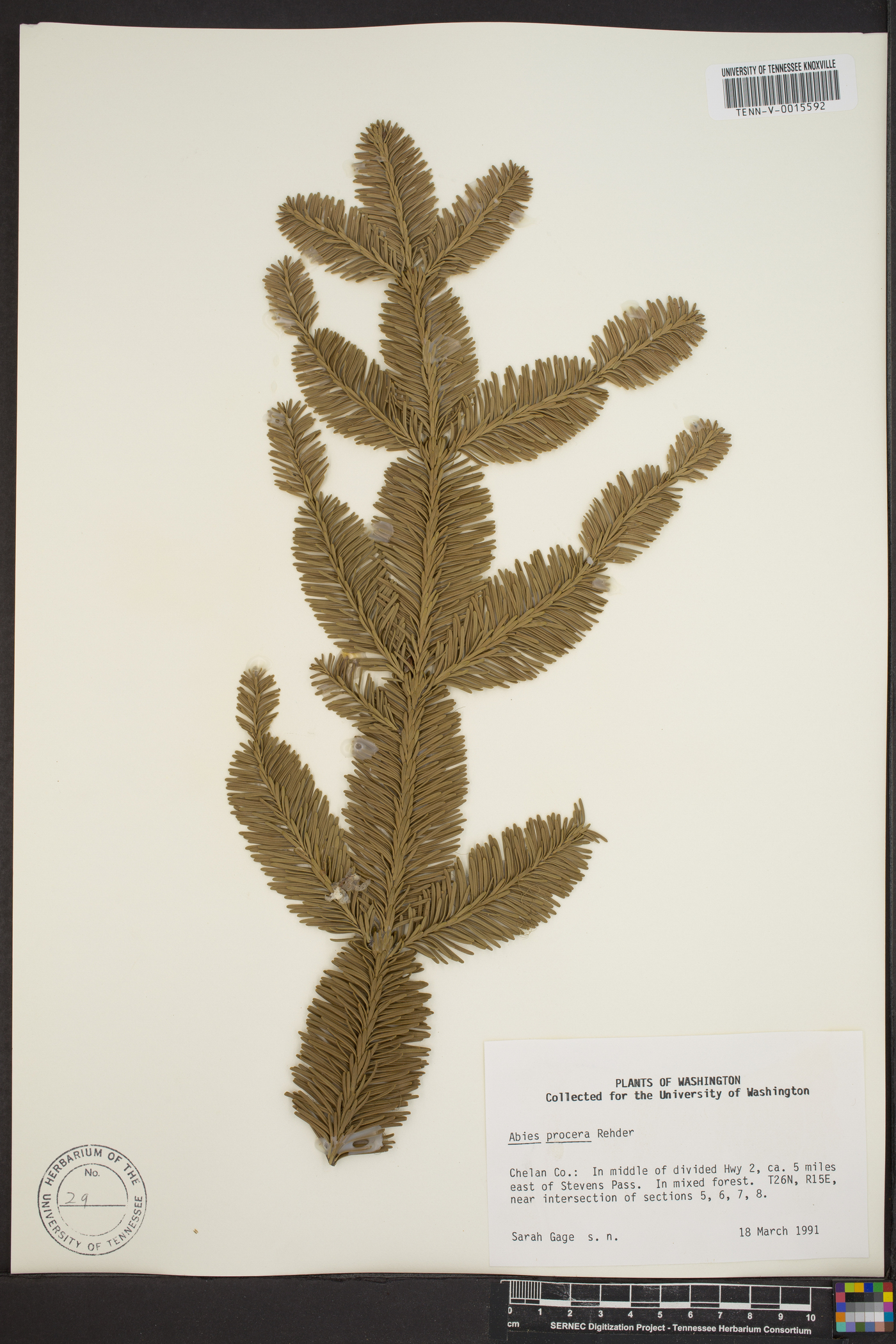 Abies procera image