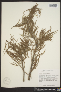 Taxodium ascendens image