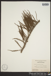 Taxodium ascendens image