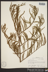 Taxodium ascendens image