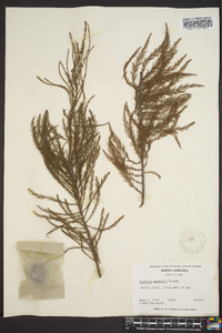 Taxodium ascendens image