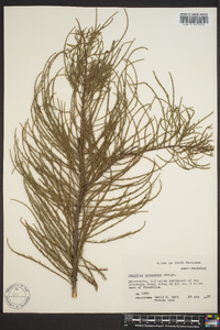 Taxodium ascendens image