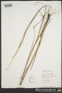 Elyonurus tripsacoides image