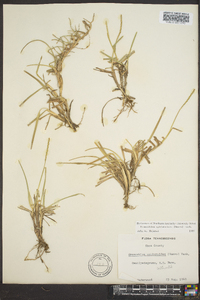 Eremochloa ophiuroides image