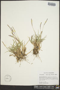 Eremochloa ophiuroides image