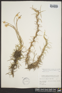 Eremochloa ophiuroides image