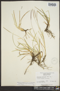 Eremochloa ophiuroides image