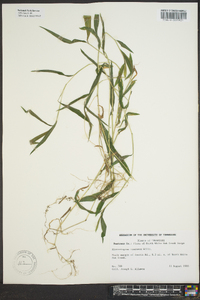 Microstegium vimineum image