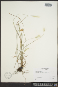 Andropogon gyrans image